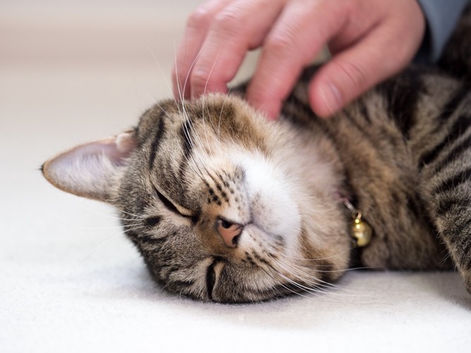 首を撫でられる寝転がった猫