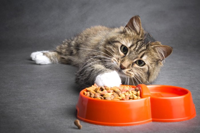 食器に触れる猫