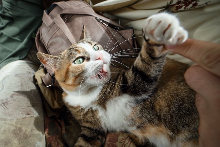 飼い主の指に手を伸ばして怒っている猫