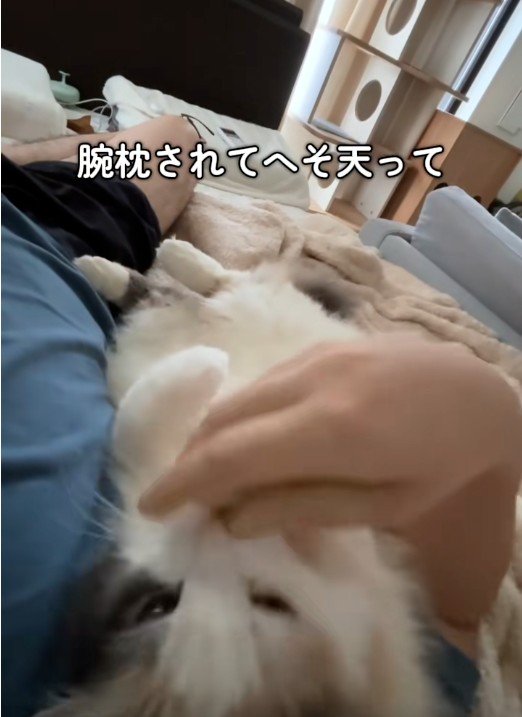 寝転んでいる人と猫