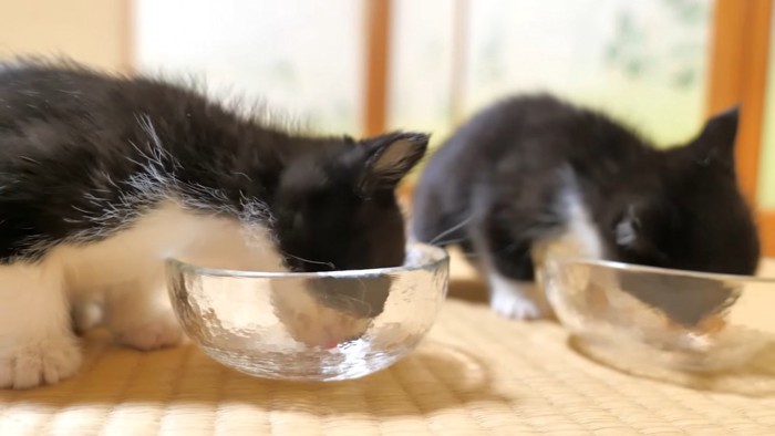 離乳食を食べる2匹の子猫