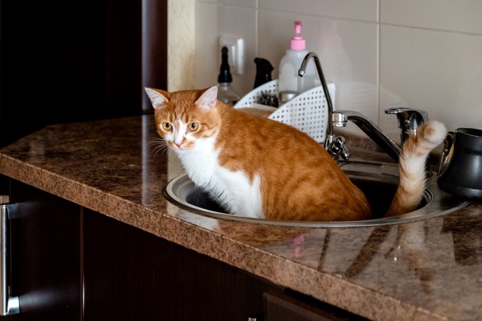 流しに入った猫