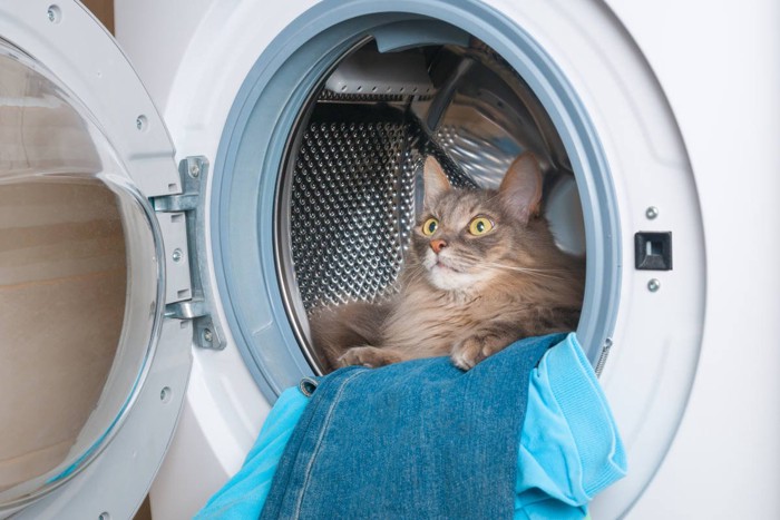 洗濯機の中の猫