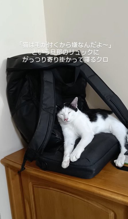 しっかり体を預ける猫