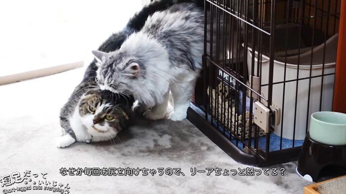 猫の首を噛む猫