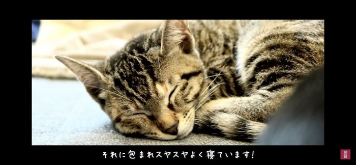 眠る猫