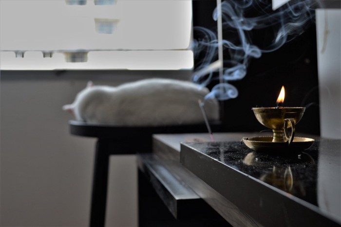 子猫
