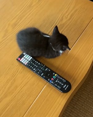 リモコンと猫の後ろ姿