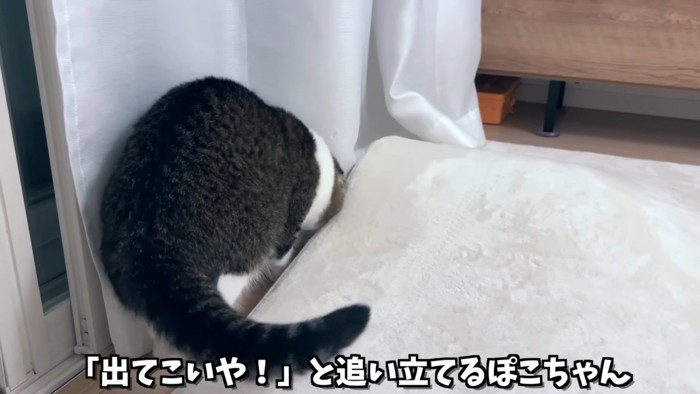 カーペットの下を見る猫