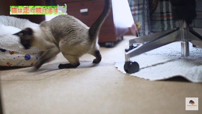 勢いよく走るシャム猫