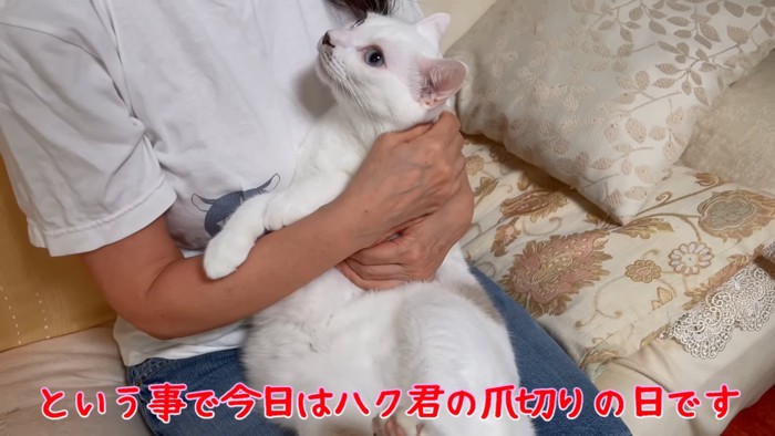 抱っこされる猫