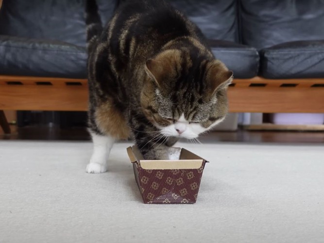 型に入る猫