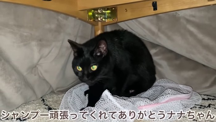 コタツの中にいる猫