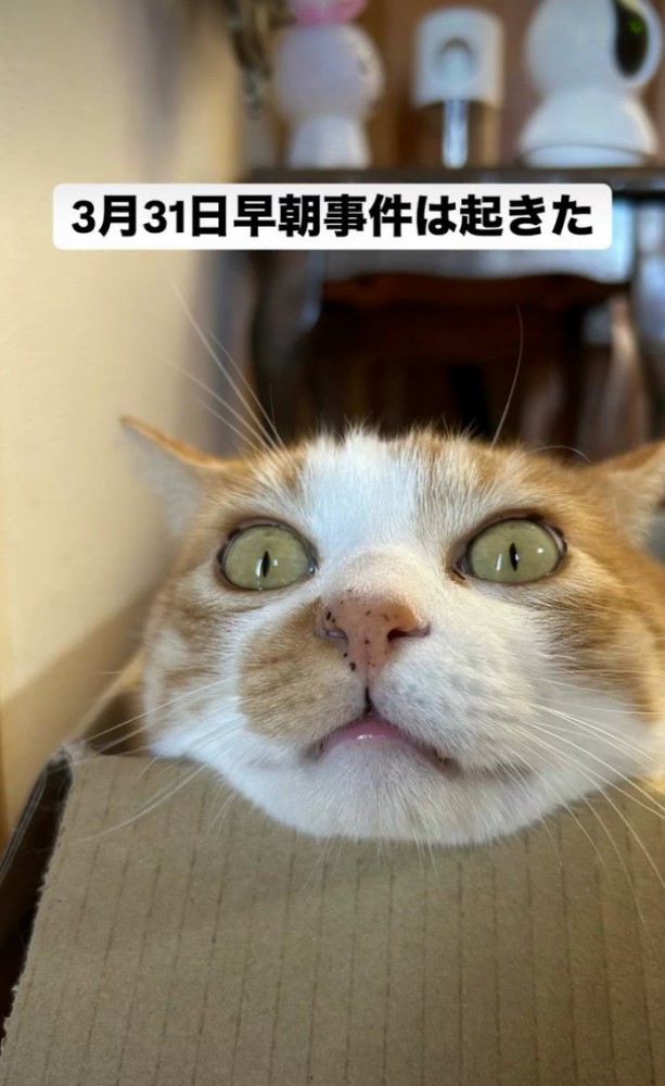 段ボールに顎を乗せる猫
