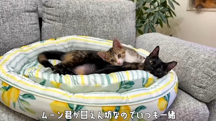 寝そべる2匹の猫