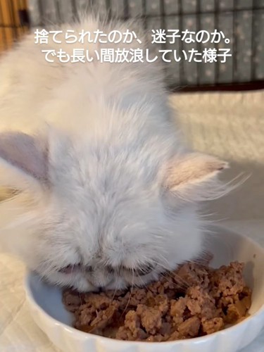 ごはんを食べる猫