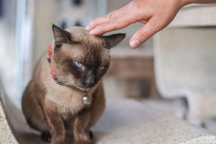 頭を撫でられる猫