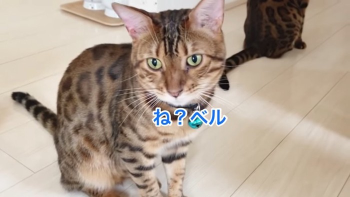 おすわりする猫