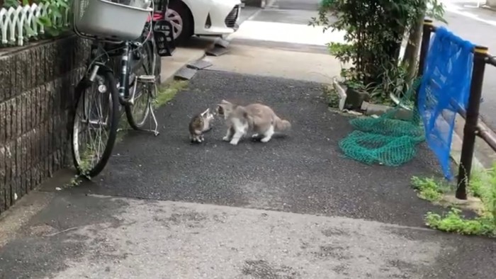 子猫と成猫