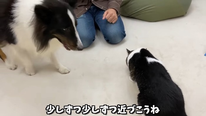 猫の背中