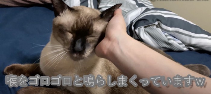 喉を鳴らす猫