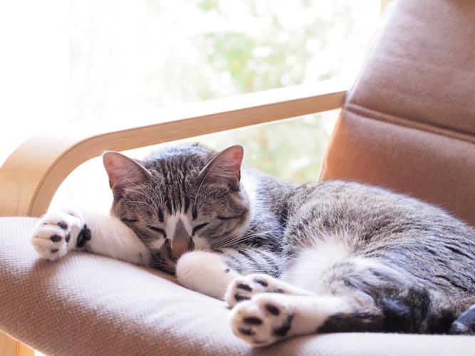 ソファーの上で日なたぼっこする室内飼いの猫