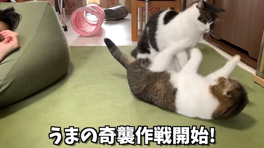 仰向けの猫と襲おうとする猫