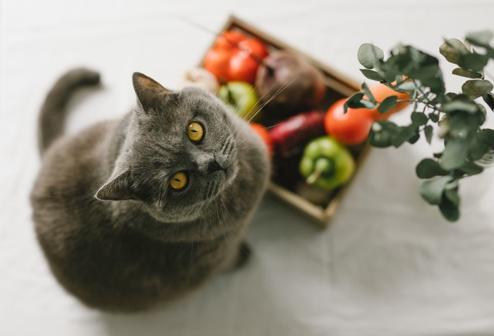 野菜が入った箱のそばに座って上を見上げる猫