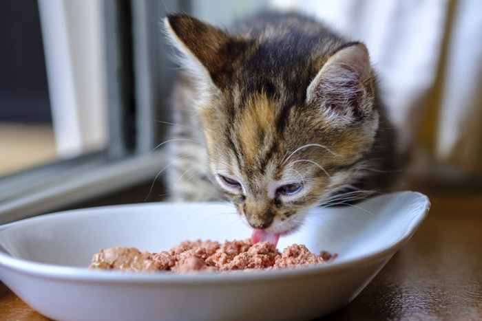 食べている子猫