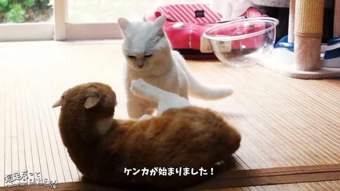 横になる猫と立っている猫