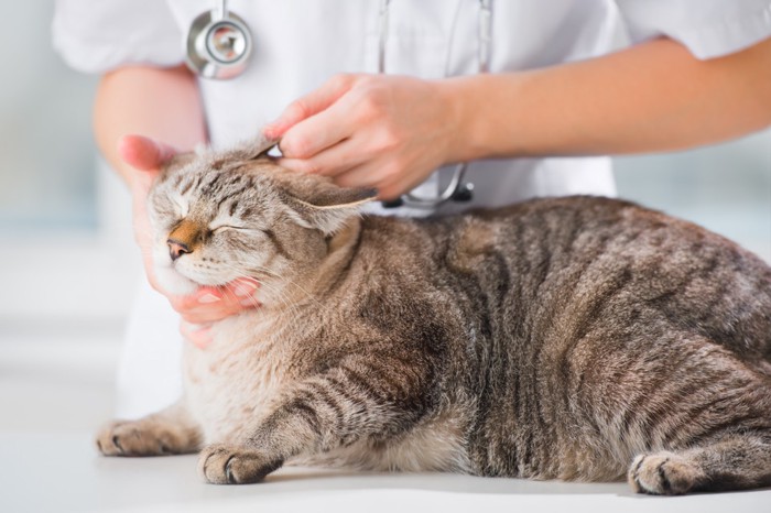 猫の耳を診察している医師