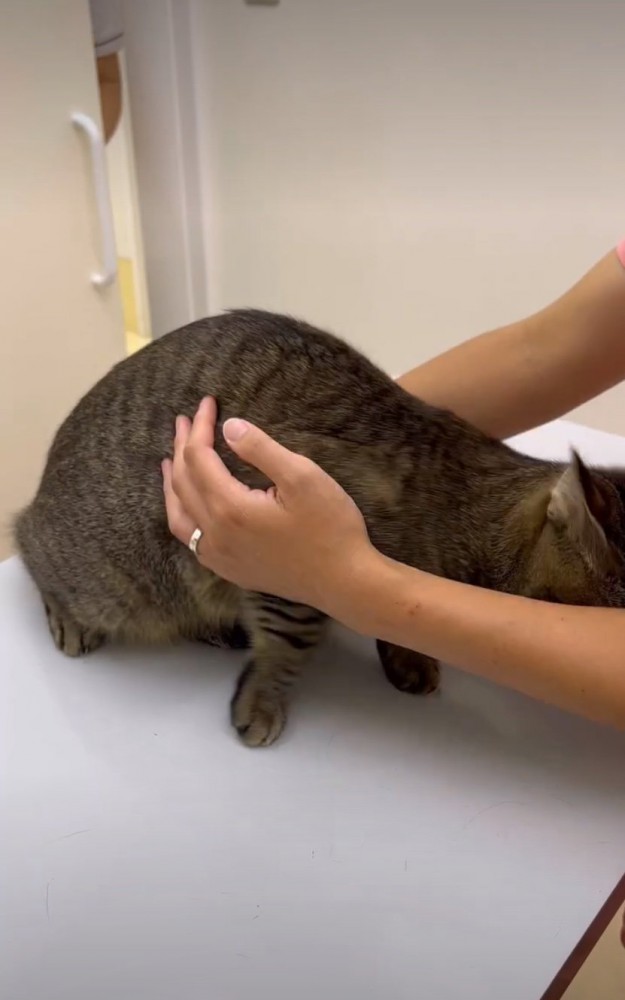 逃げようとする猫