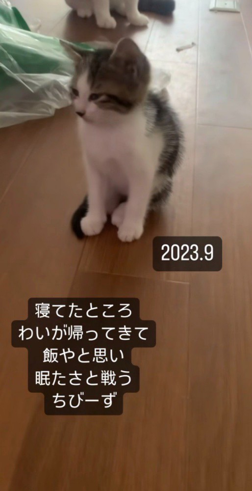 寄ってくる子猫