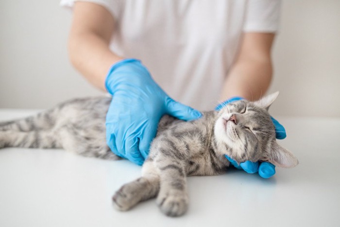 処置を受けている猫