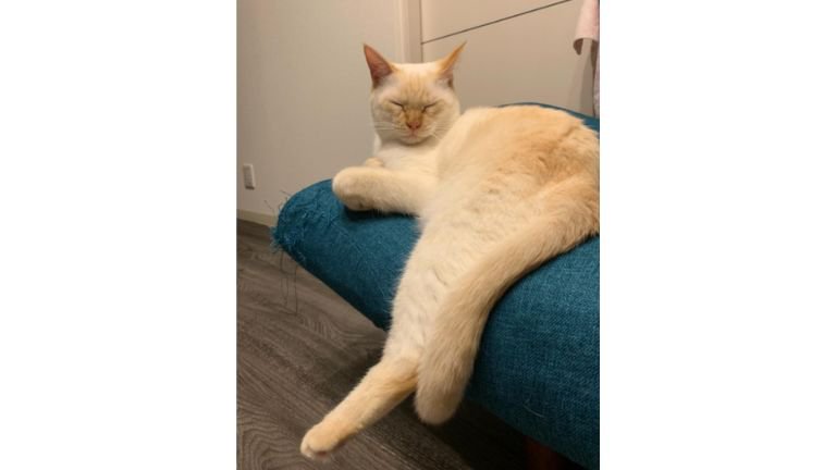 くつろいでいる猫