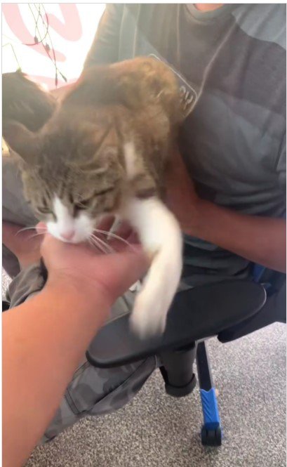 人の腕によじ登る猫