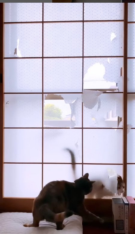 障子の外から顔を出す猫