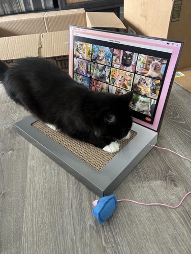爪とぎをする猫