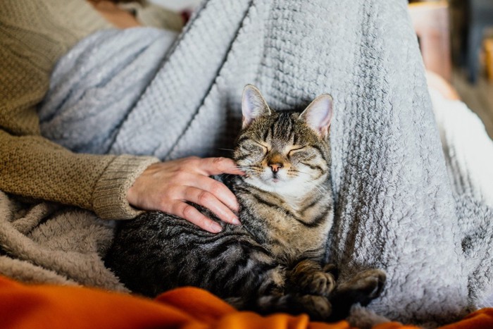 飼い主の足元で寝る猫