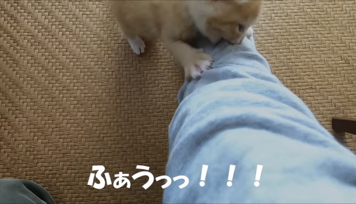 飼い主さんの腕で遊ぶウラちゃん