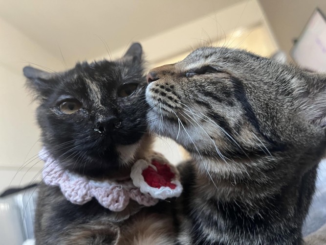 子猫を毛づくろいする猫