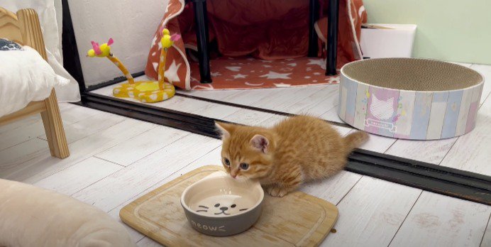 水を飲む子猫