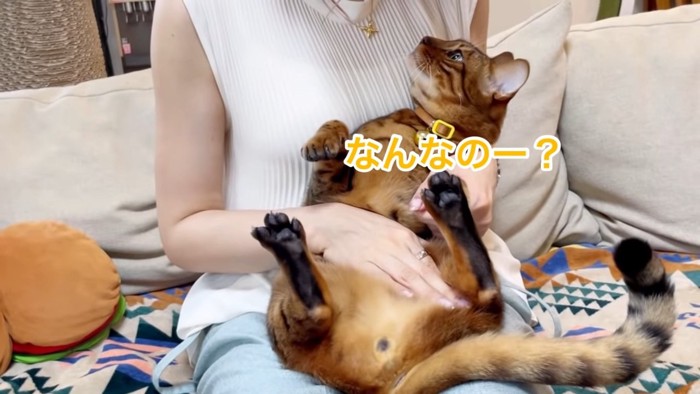 抱っこされる猫