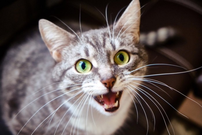 何か言いたいグレーの猫