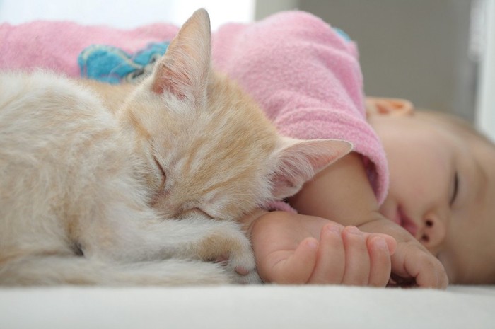 赤ちゃんと子猫