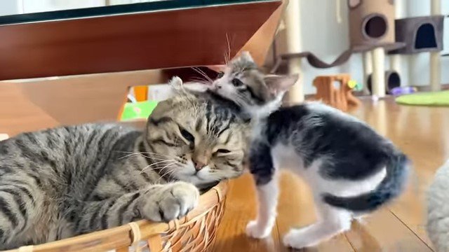 猫の頭をかじる子猫