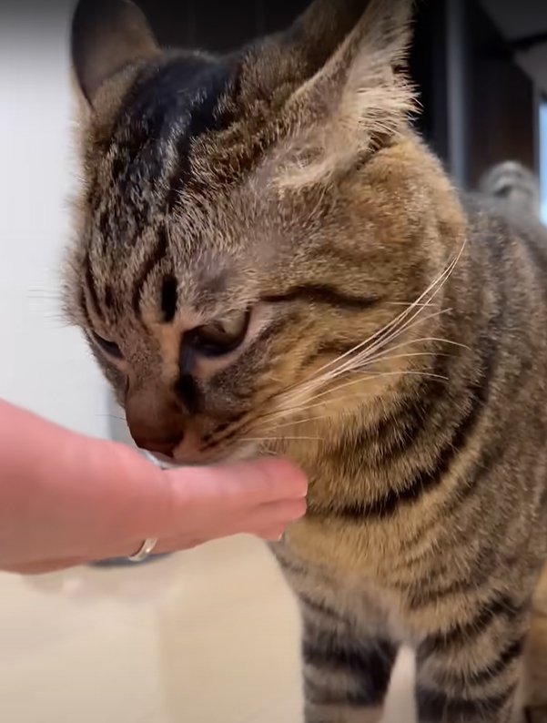 手からご飯を食べる猫