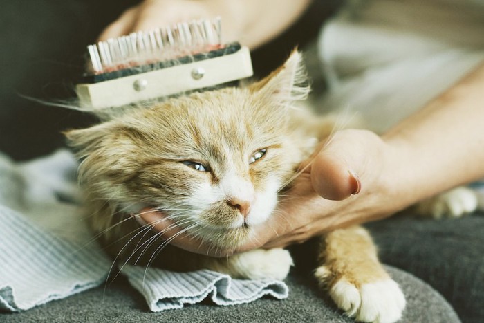 飼い主にブラッシングされている猫