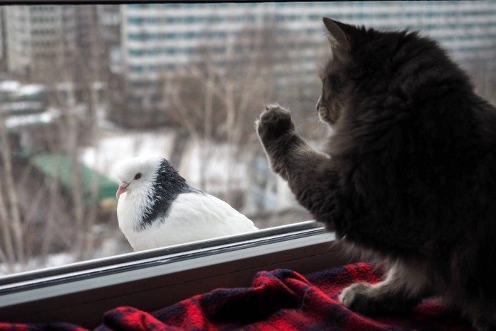 窓越しの鳩に反応する猫