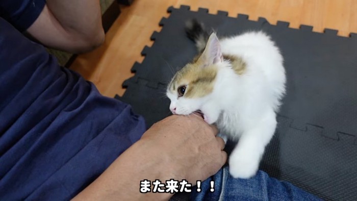 かじる猫